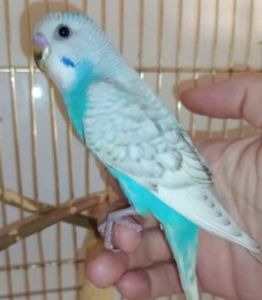 Малыши волнистых попугаев