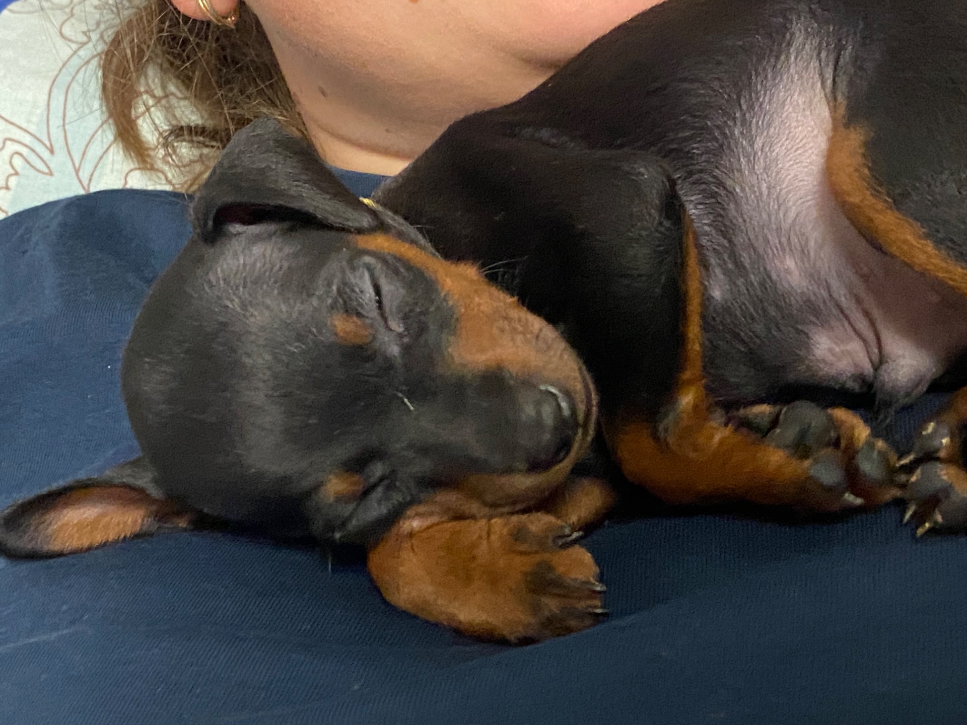 Цуцики Цвергпінчери(карликові пінчери)