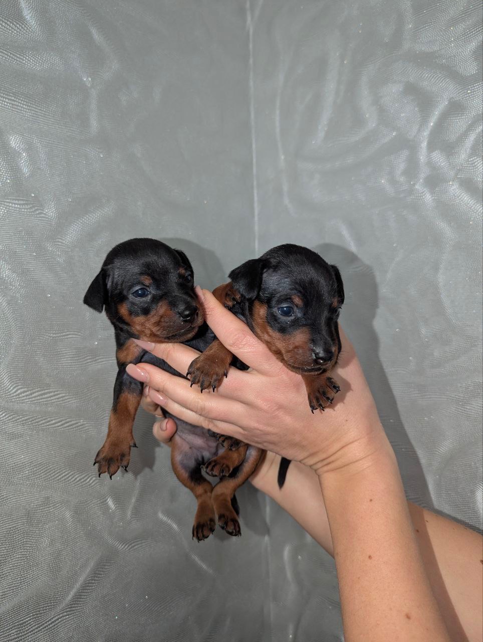 Цуцики Цвергпінчери(карликові пінчери)