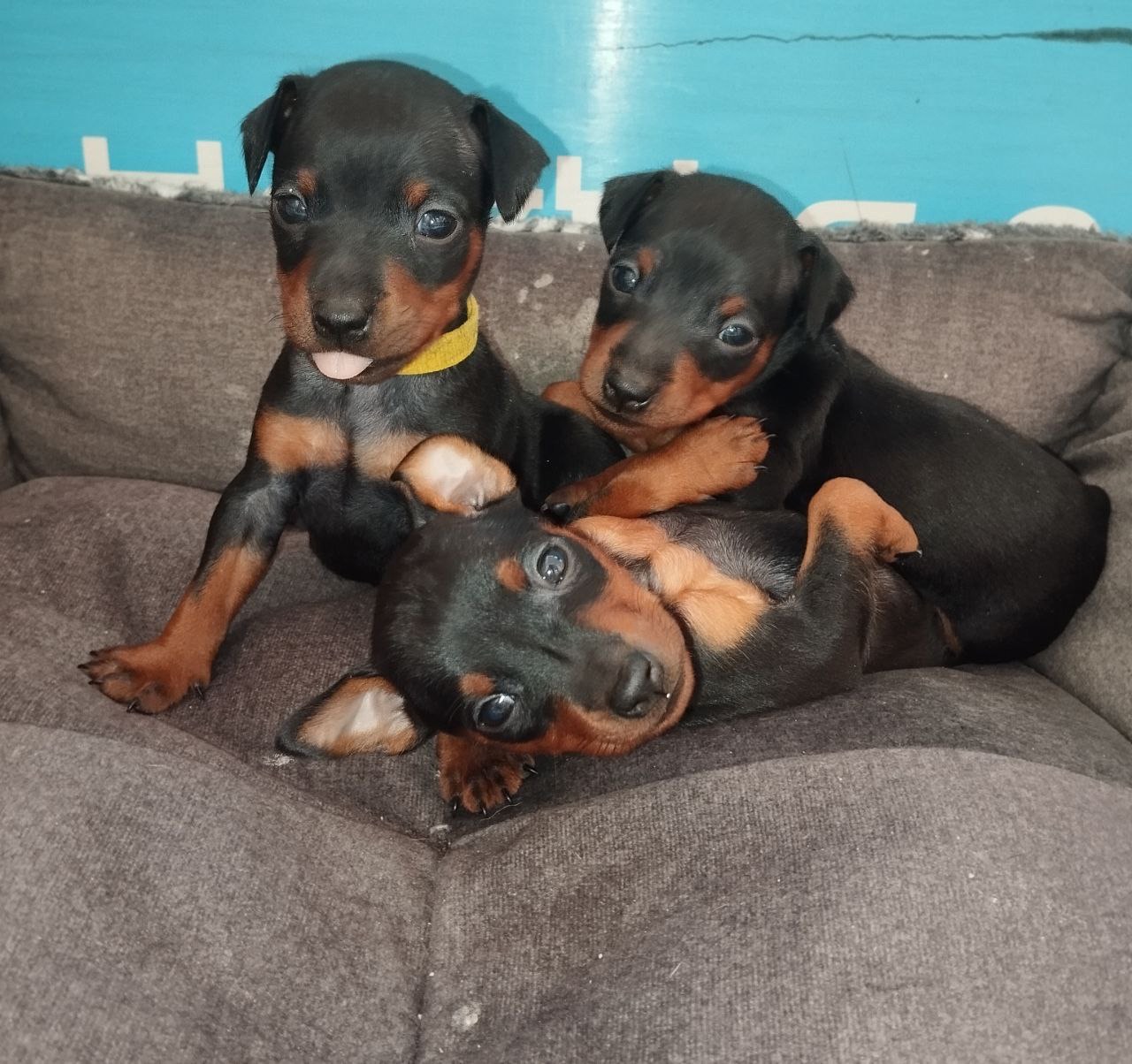 Цуцики Цвергпінчери(карликові пінчери)