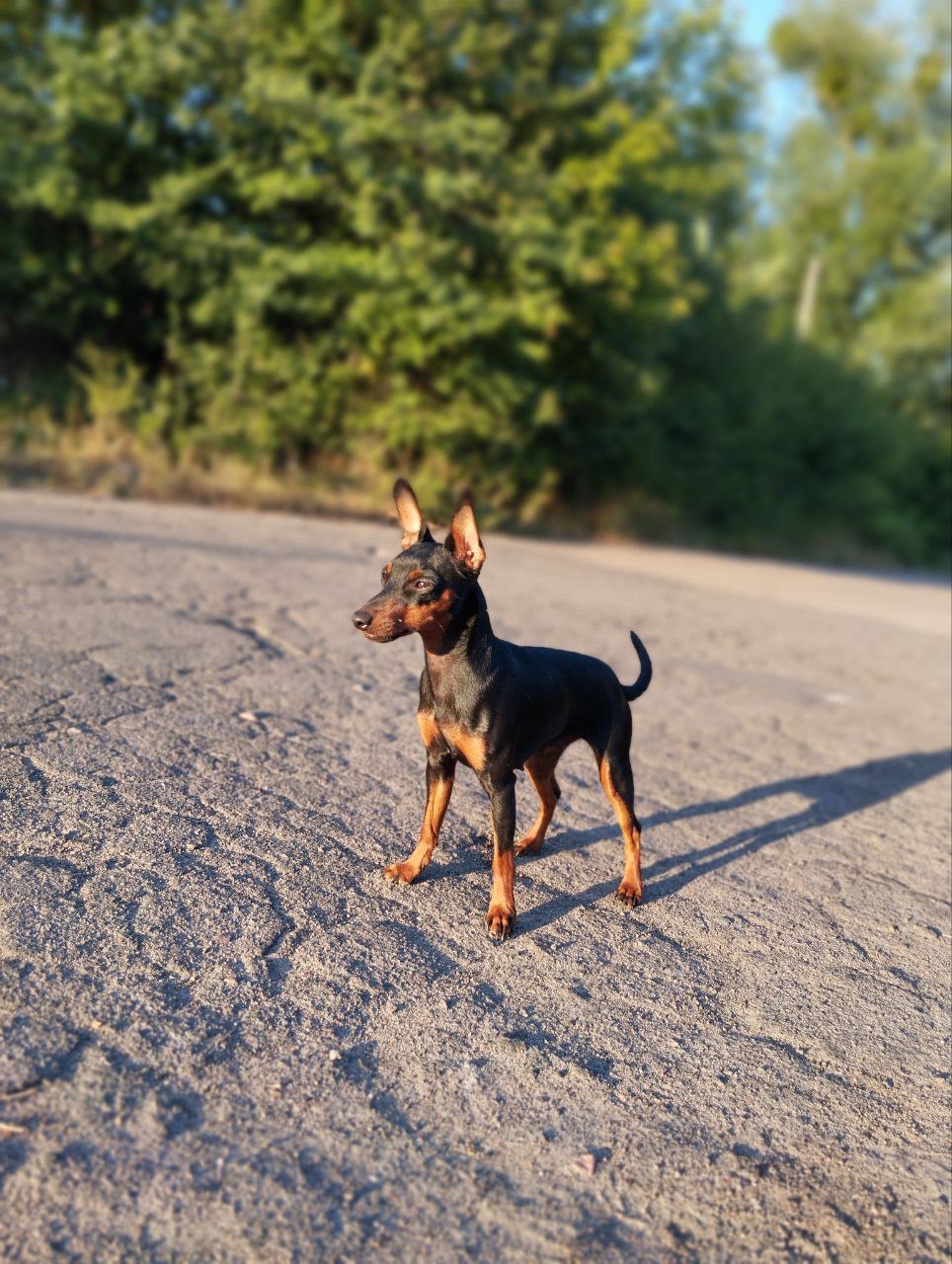 Цуцики Цвергпінчери(карликові пінчери)