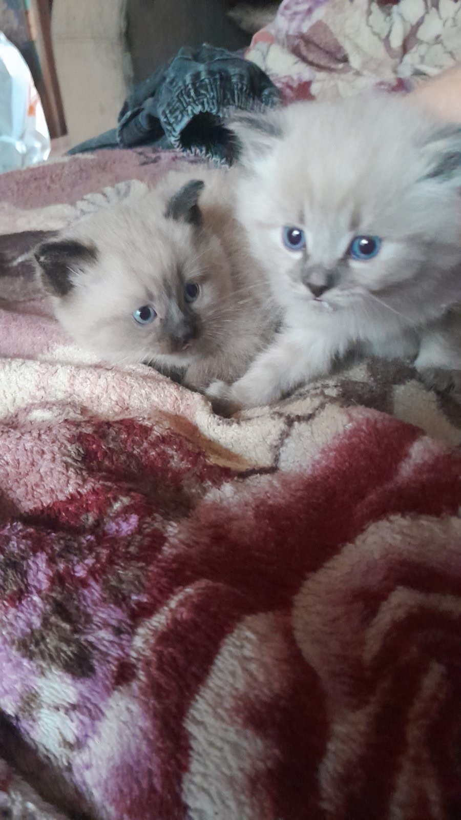 Кошенята сіамки