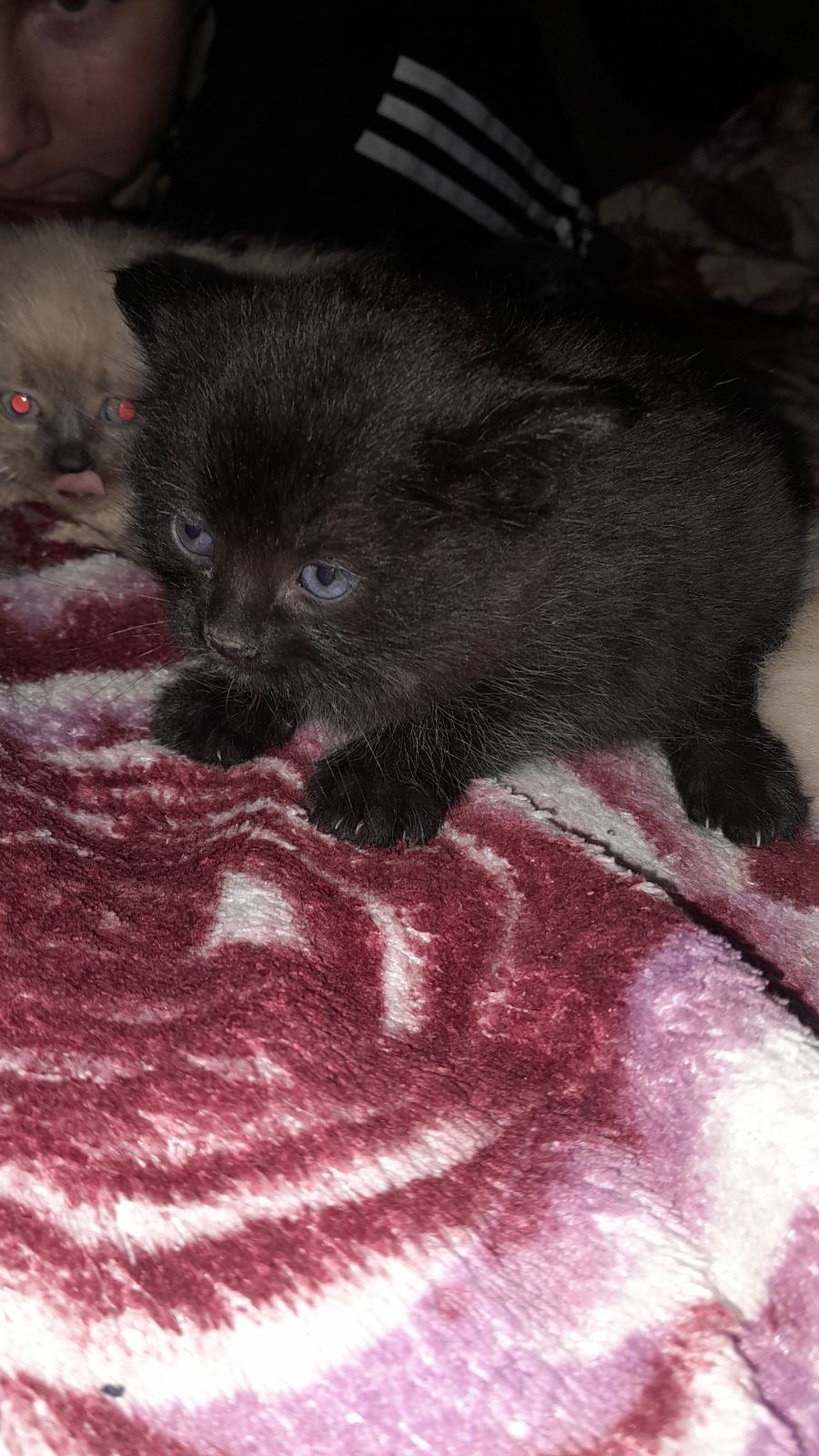 Кошенята сіамки