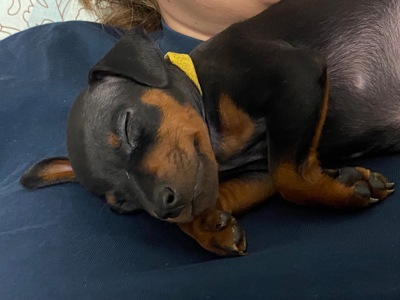 Цуцики Цвергпінчери(карликові пінчери)