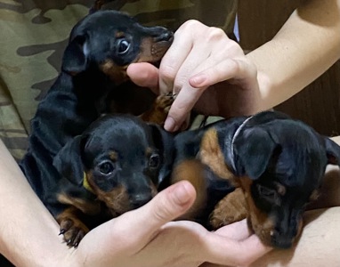 Цуцики Цвергпінчери(карликові пінчери)