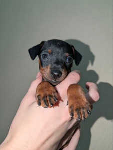 Цуцики Цвергпінчери(карликові пінчери)