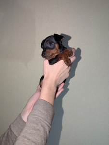 Цуцики Цвергпінчери(карликові пінчери)