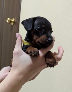 Цуцики Цвергпінчери(карликові пінчери)