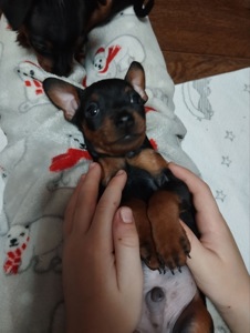 Цуцики Цвергпінчери(карликові пінчери)