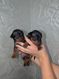 Цуцики Цвергпінчери(карликові пінчери)