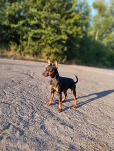 Цуцики Цвергпінчери(карликові пінчери)