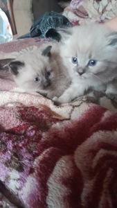 Кошенята сіамки