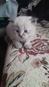 Кошенята сіамки