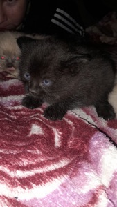 Кошенята сіамки