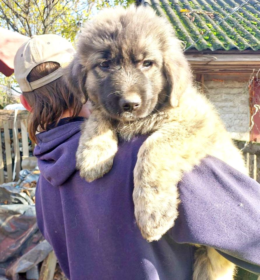 Цуценята від розплідника Star Escort великі костисті робочі