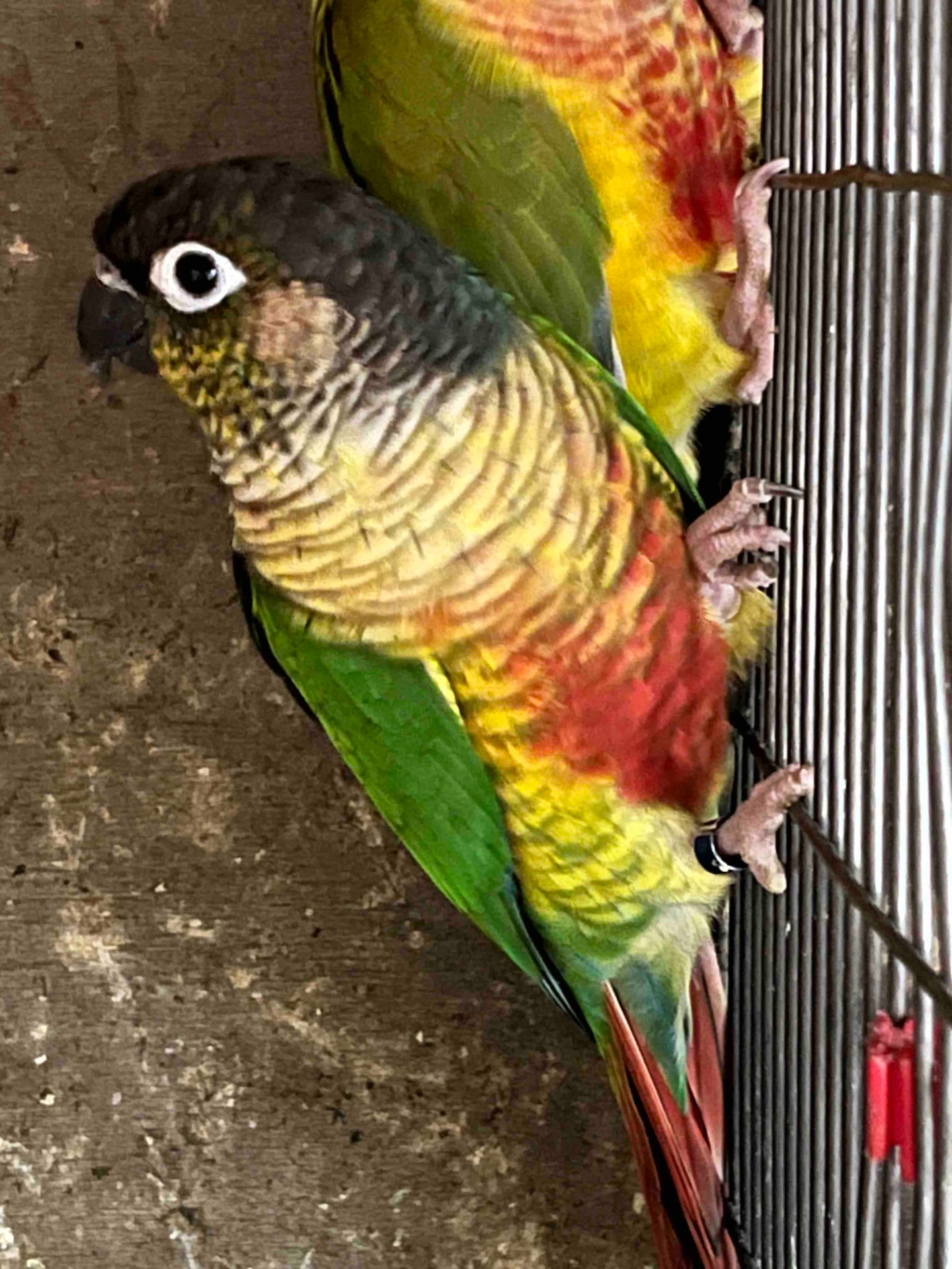 Попугай Пиррура птенцы молоденькие