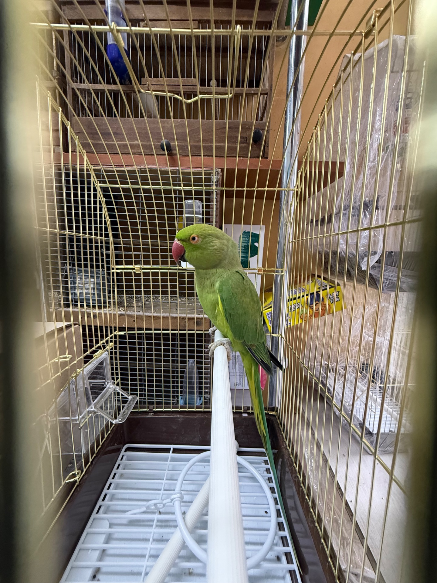 Половозрелая самка ожерелового попугая