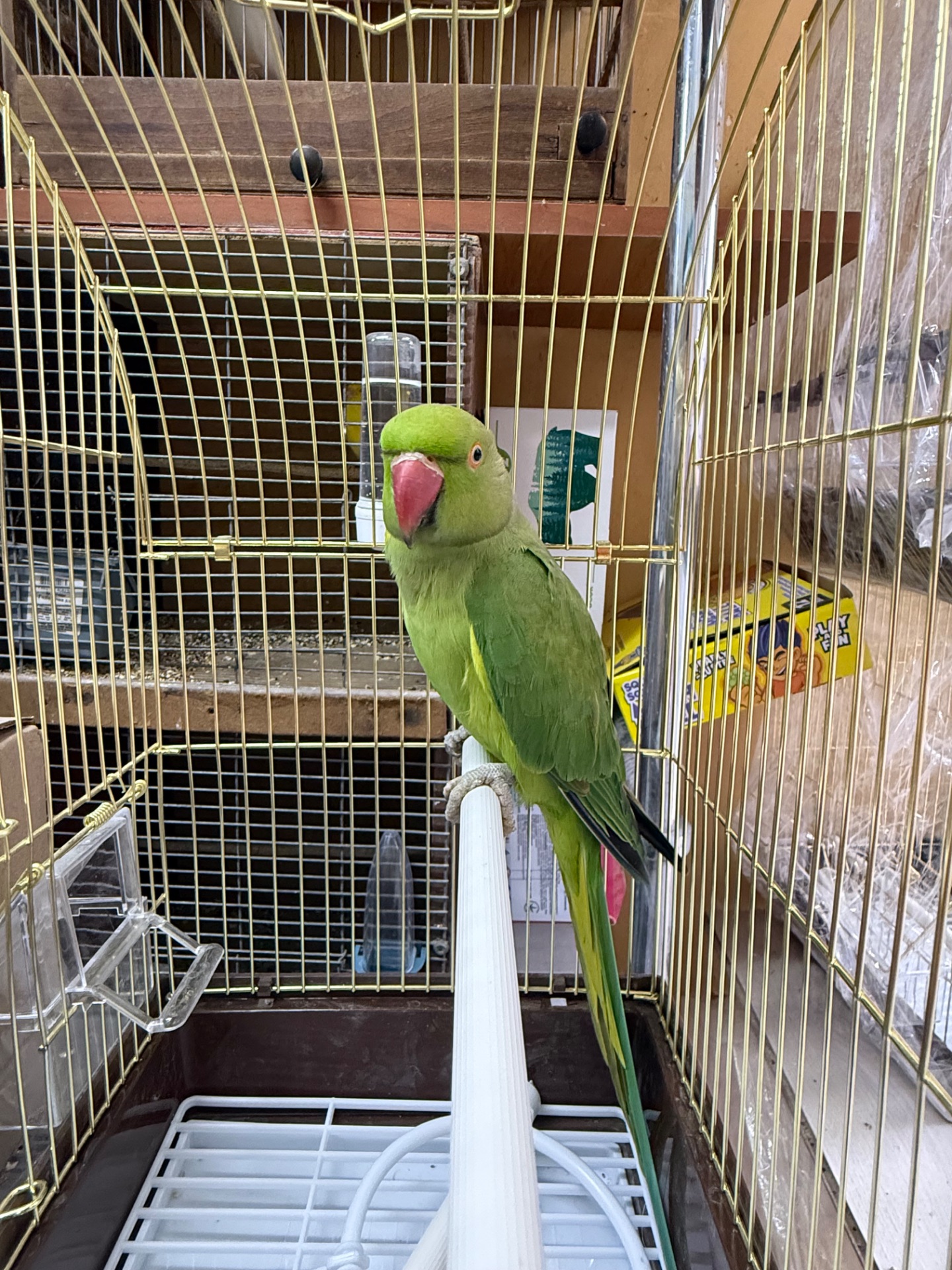 Половозрелая самка ожерелового попугая