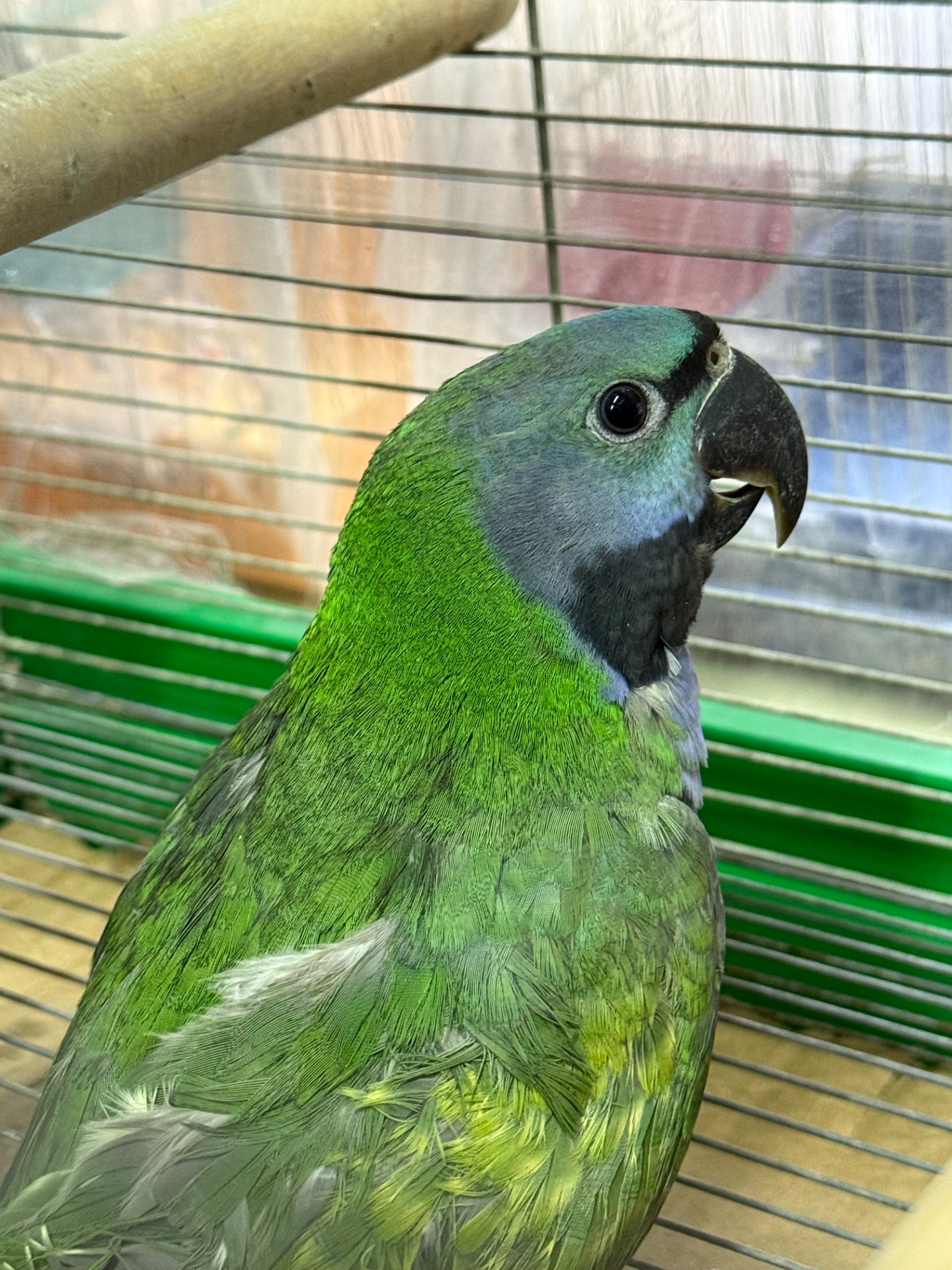 Китайский ожереловый попугай говорящий