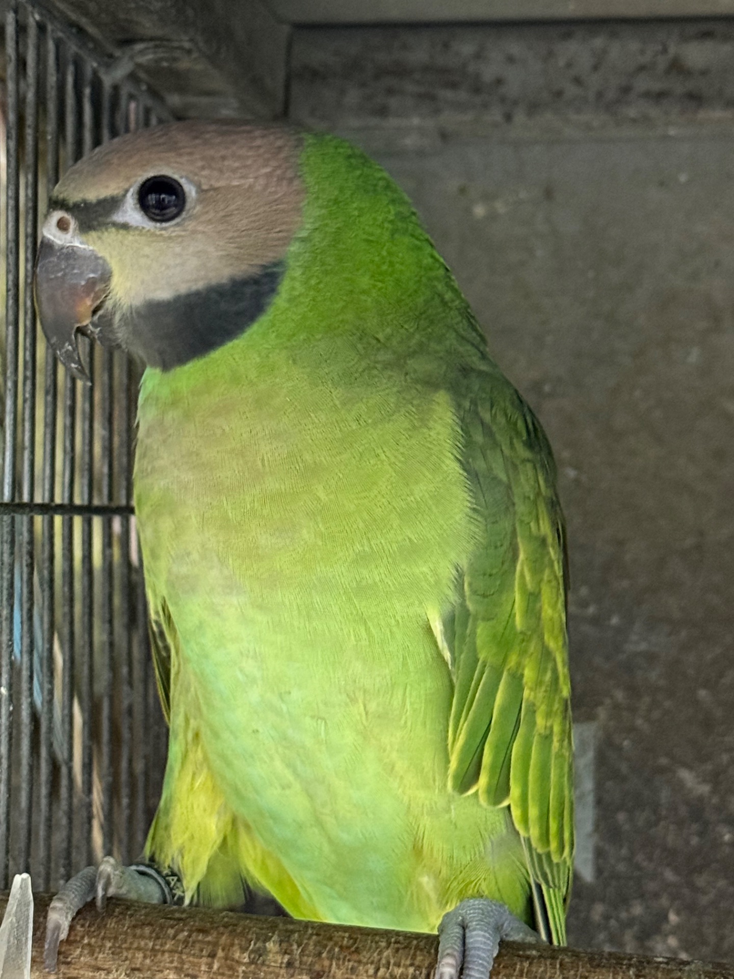 Розовогрудый ручной умный попугайчик