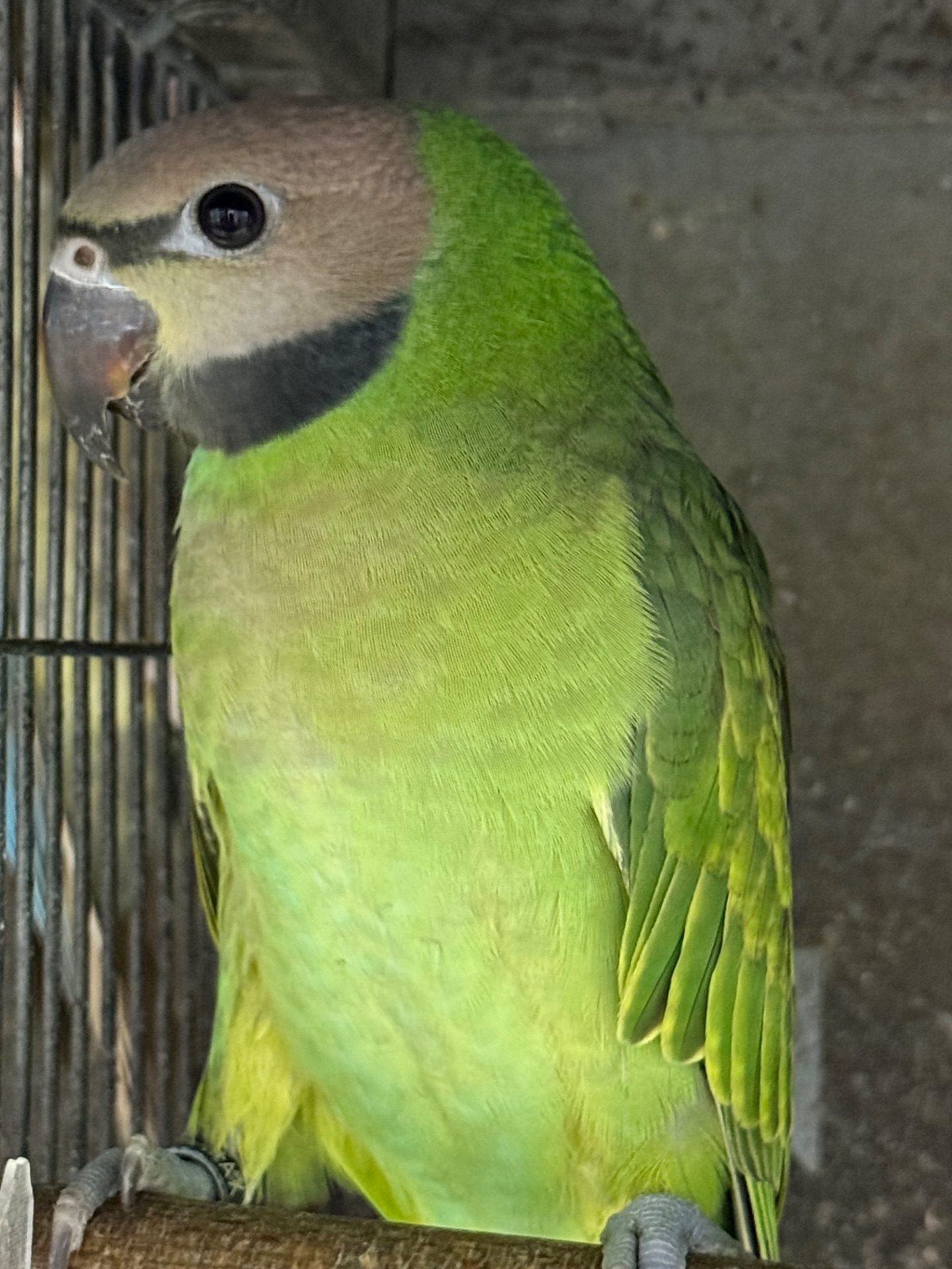 Розовогрудый ручной умный попугайчик