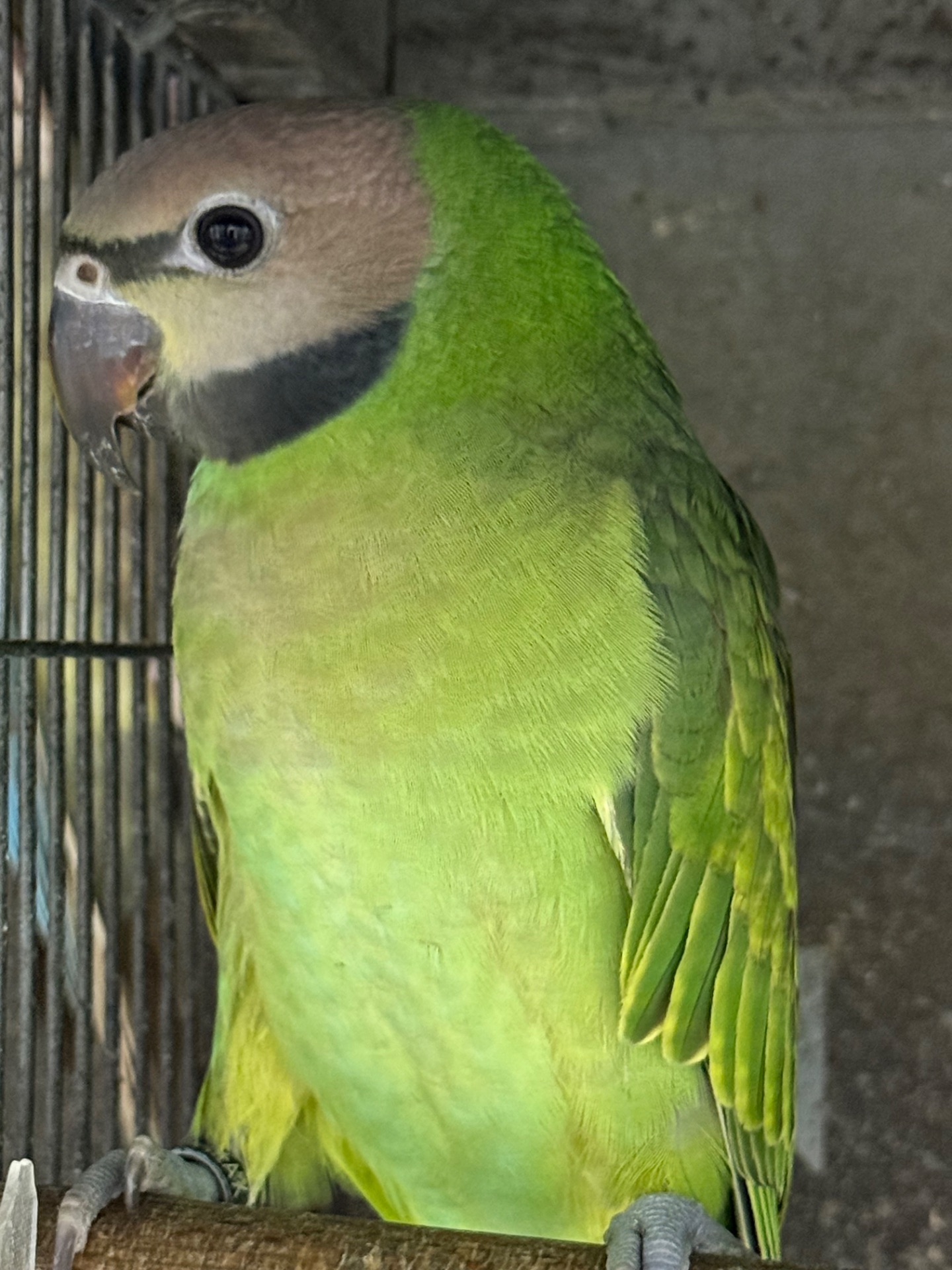 Розовогрудый ручной умный попугайчик