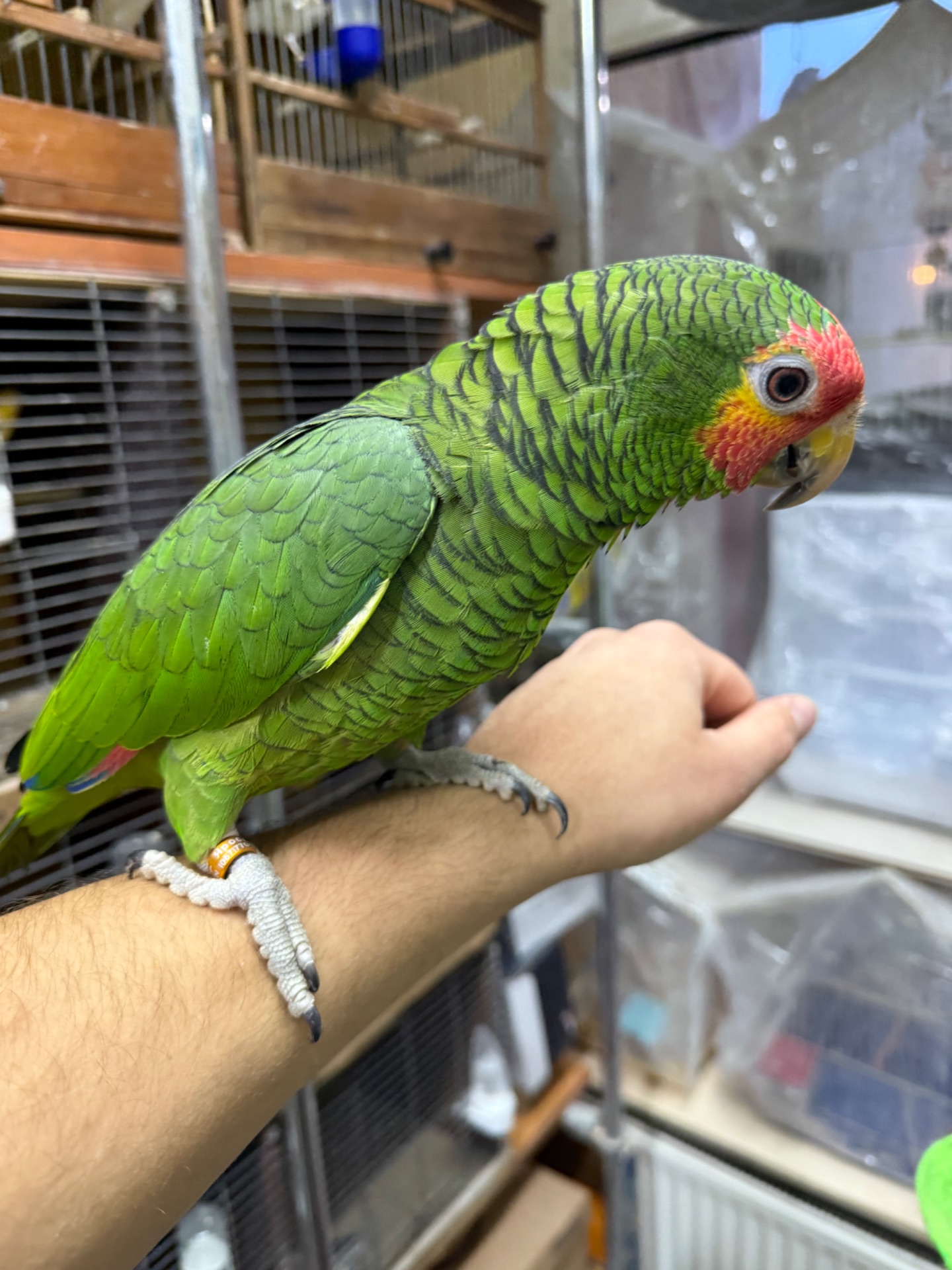 Говорящий и ручной попугай Амазон