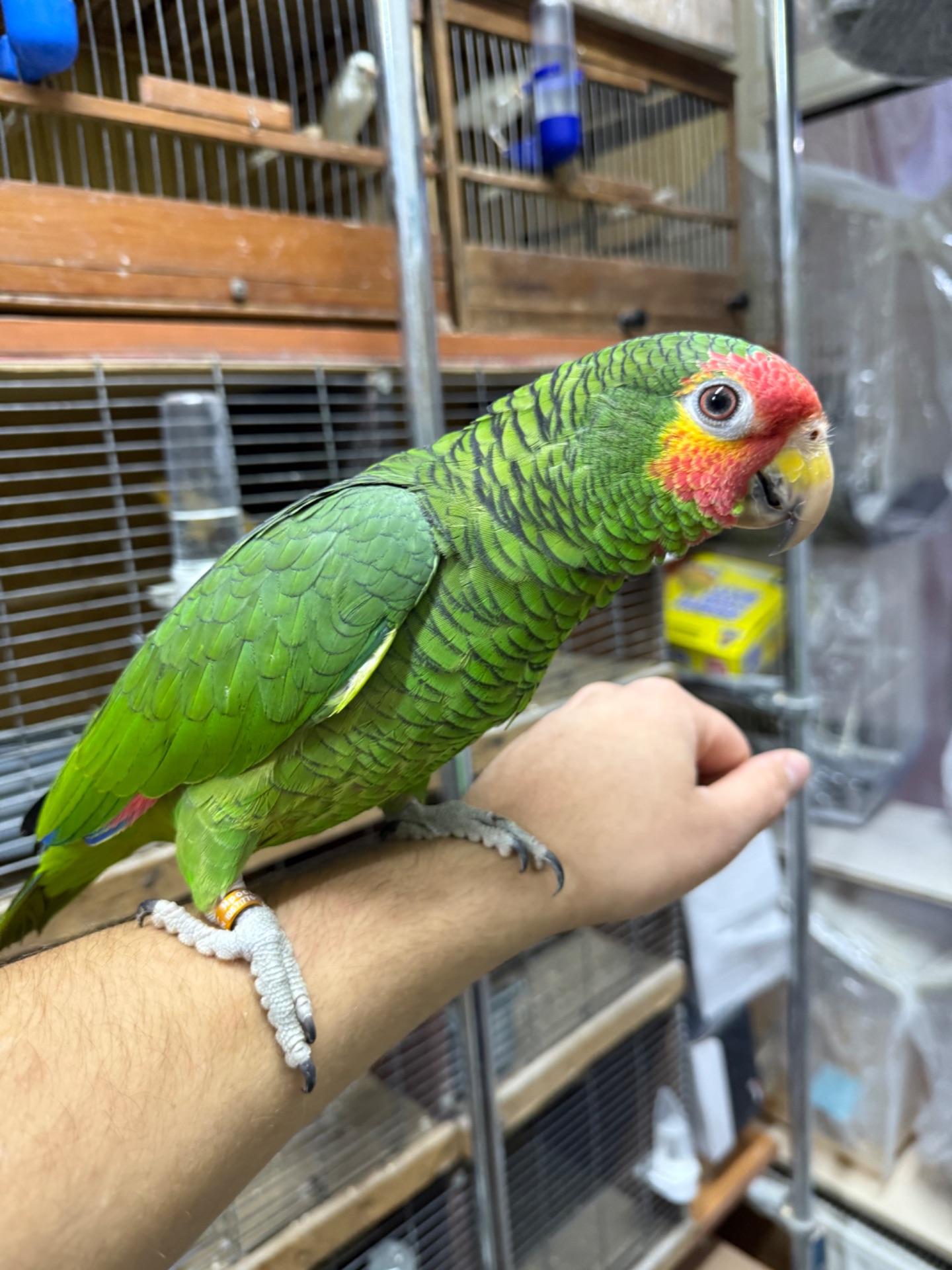 Говорящий и ручной попугай Амазон