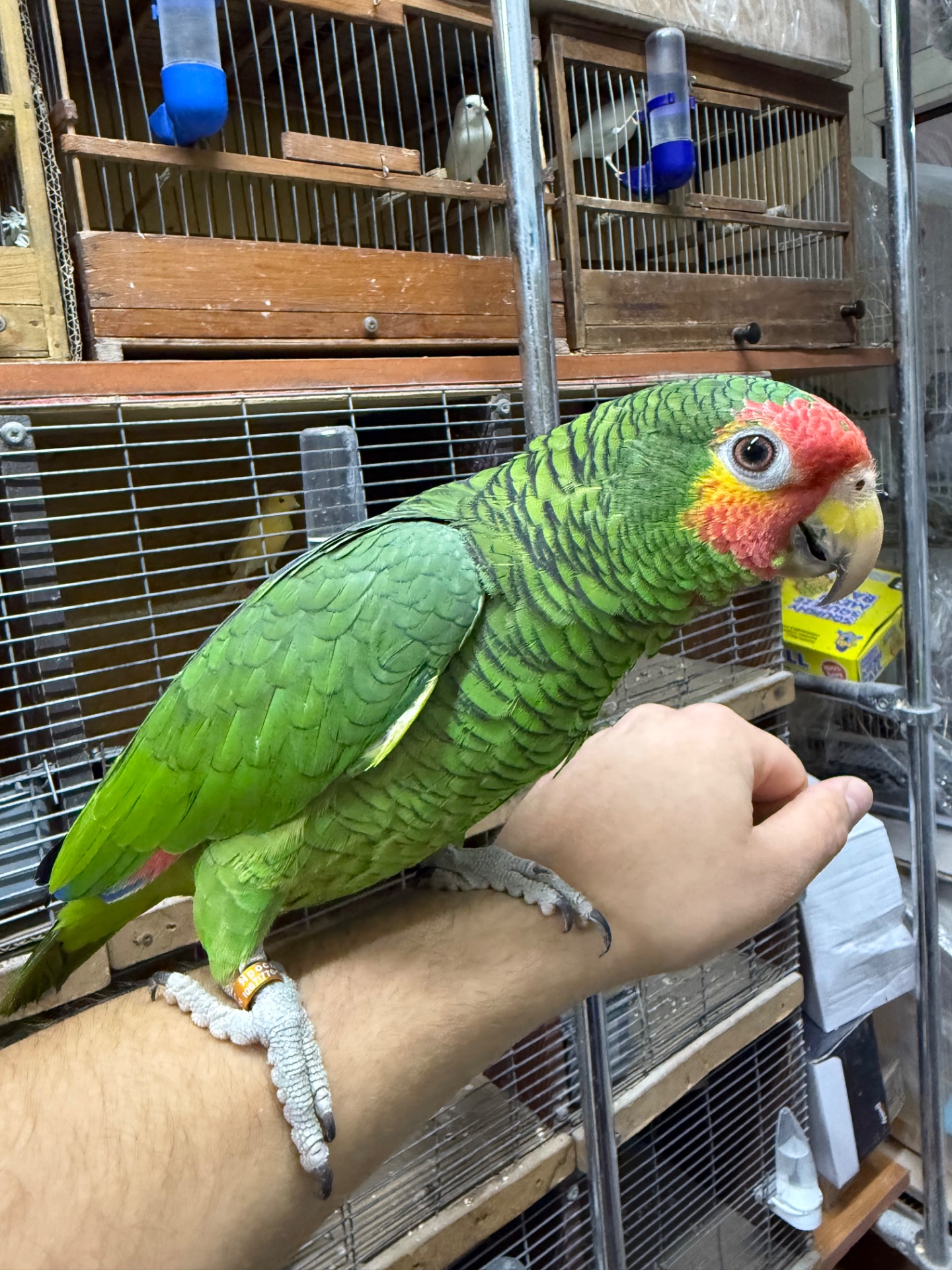 Говорящий и ручной попугай Амазон