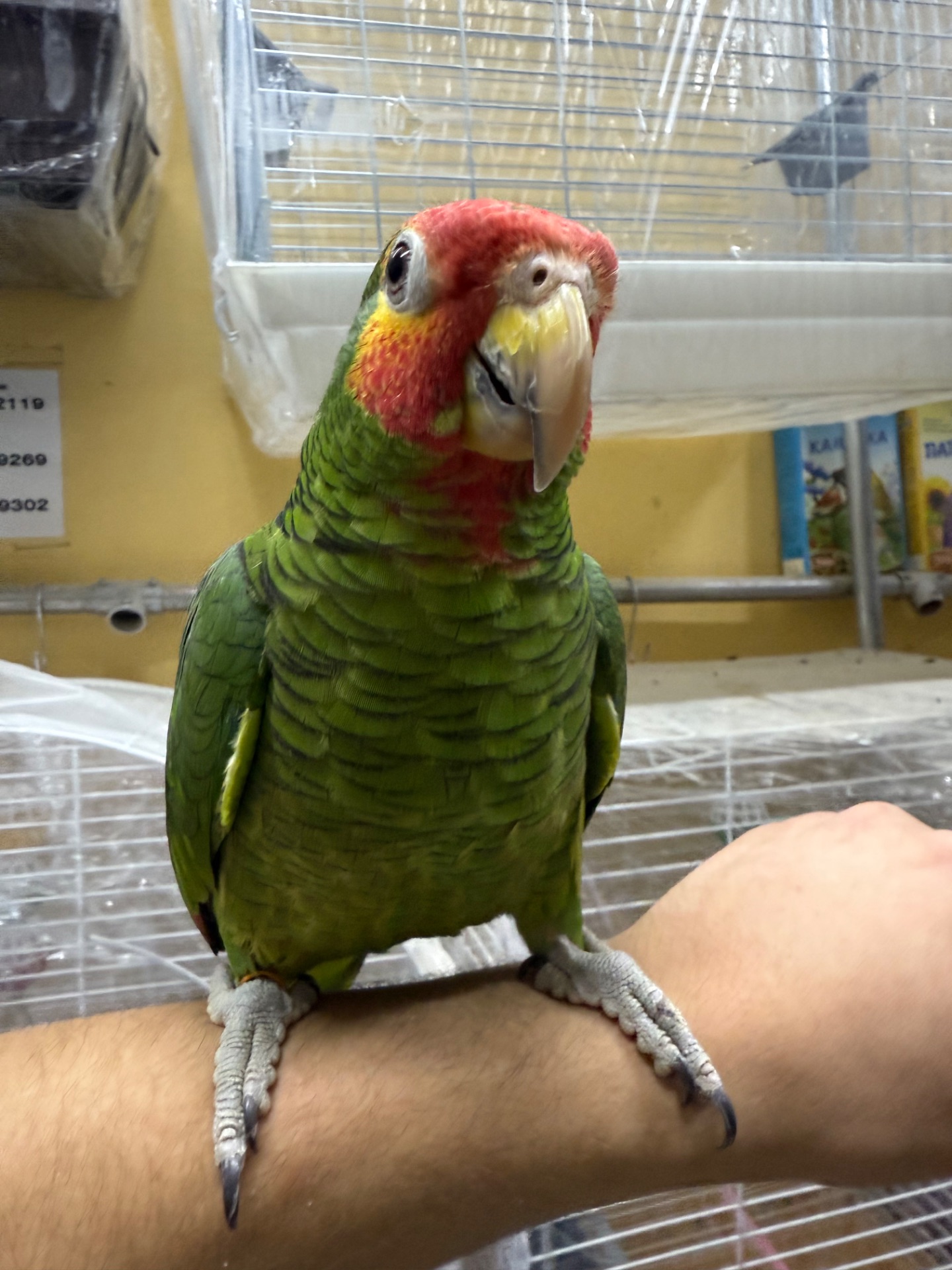 Ручной и говорящий попугай Амазон роскошный