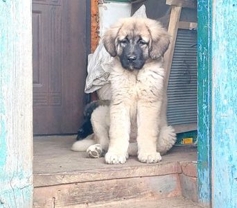 Цуценята від розплідника Star Escort великі костисті робочі