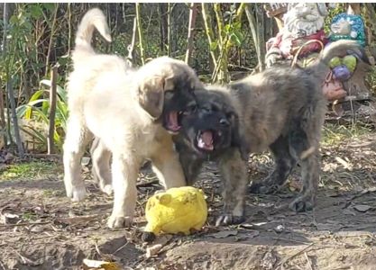 Цуценята від розплідника Star Escort великі костисті робочі