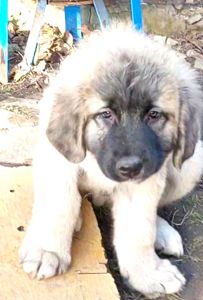 Цуценята від розплідника Star Escort великі костисті робочі