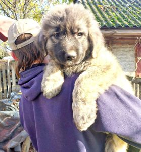 Цуценята від розплідника Star Escort великі костисті робочі