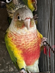 Попугай Пиррура птенцы молоденькие