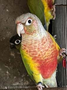 Попугай Пиррура птенцы молоденькие