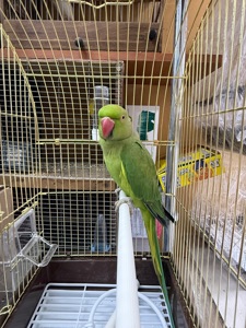 Половозрелая самка ожерелового попугая