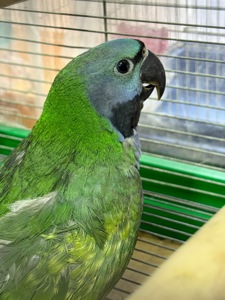 Китайский ожереловый попугай говорящий