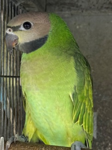 Розовогрудый ручной умный попугайчик