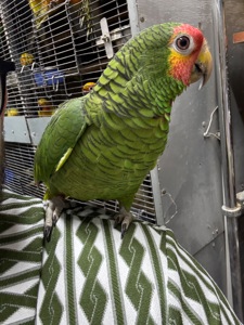 Ручной и говорящий попугай Амазон роскошный