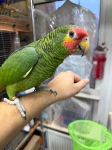 Ручной и говорящий попугай Амазон роскошный