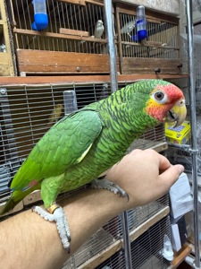 Говорящий и ручной попугай Амазон