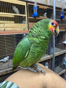 Ручной и говорящий попугай Амазон роскошный
