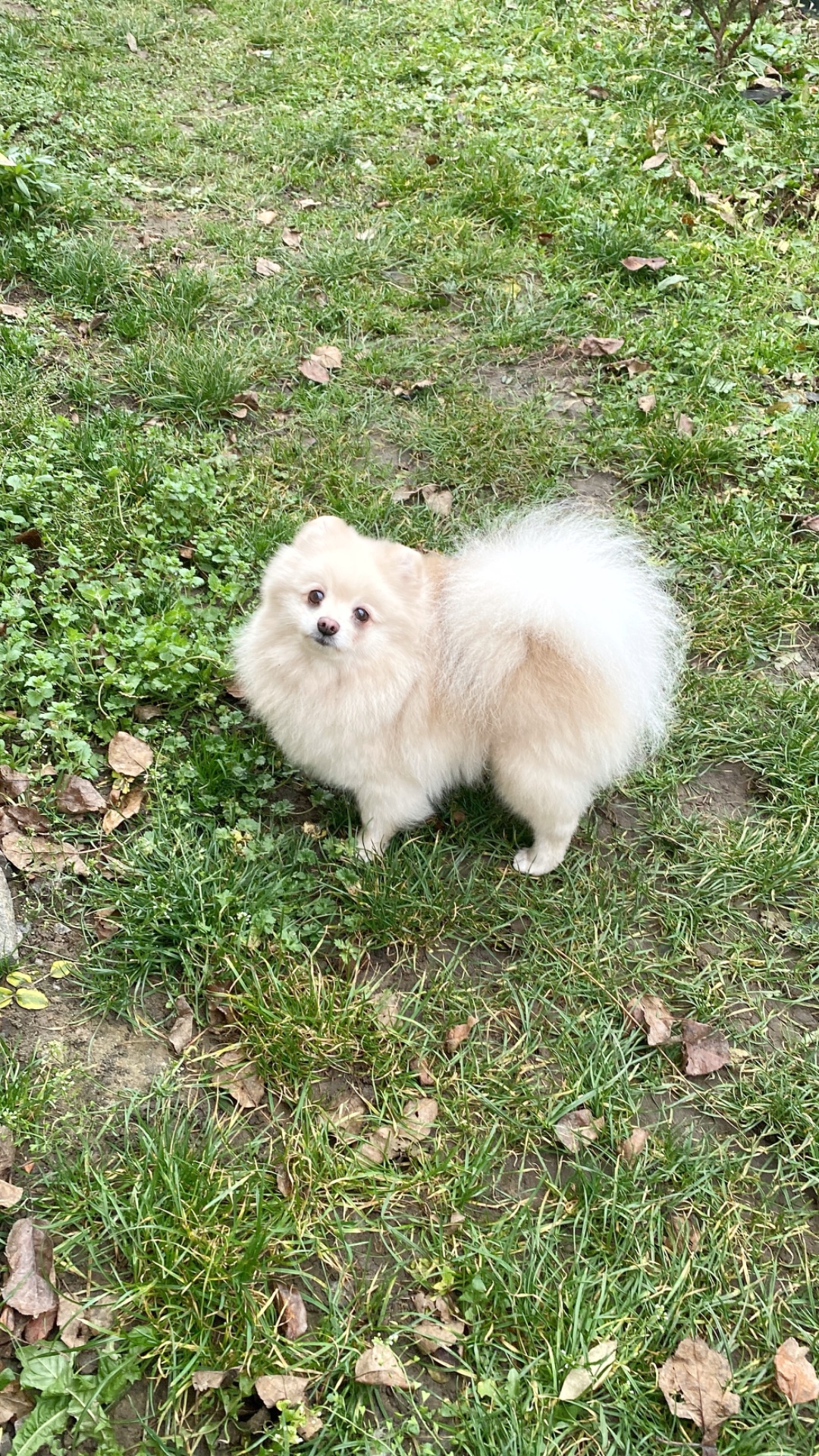 Померанський шпіц дівчинка доросла