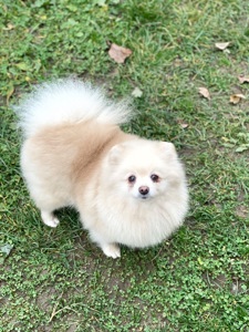 Померанський шпіц дівчинка доросла