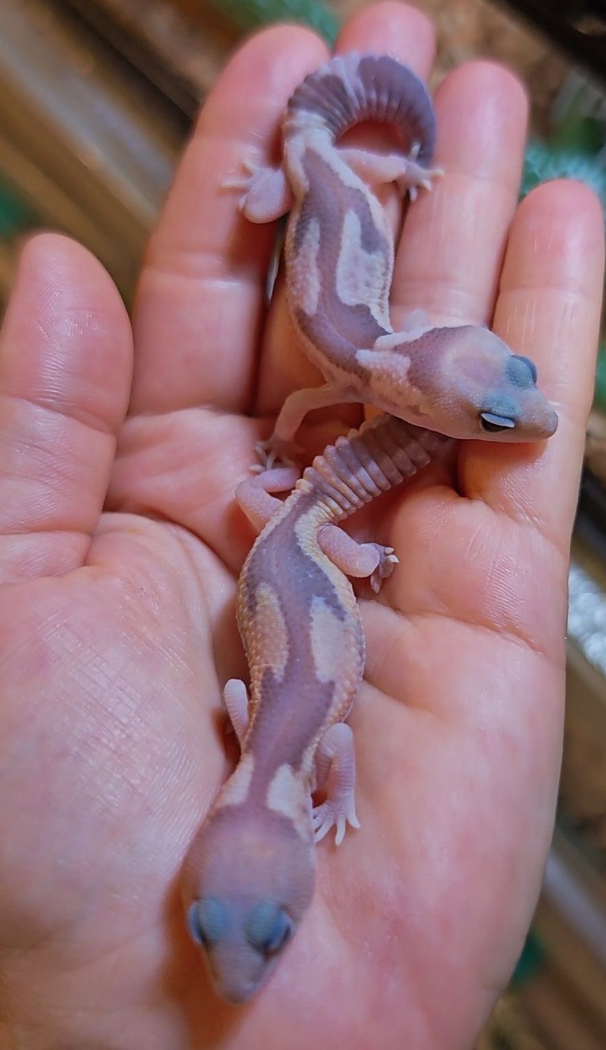 Hemitheconyx caudicinctus