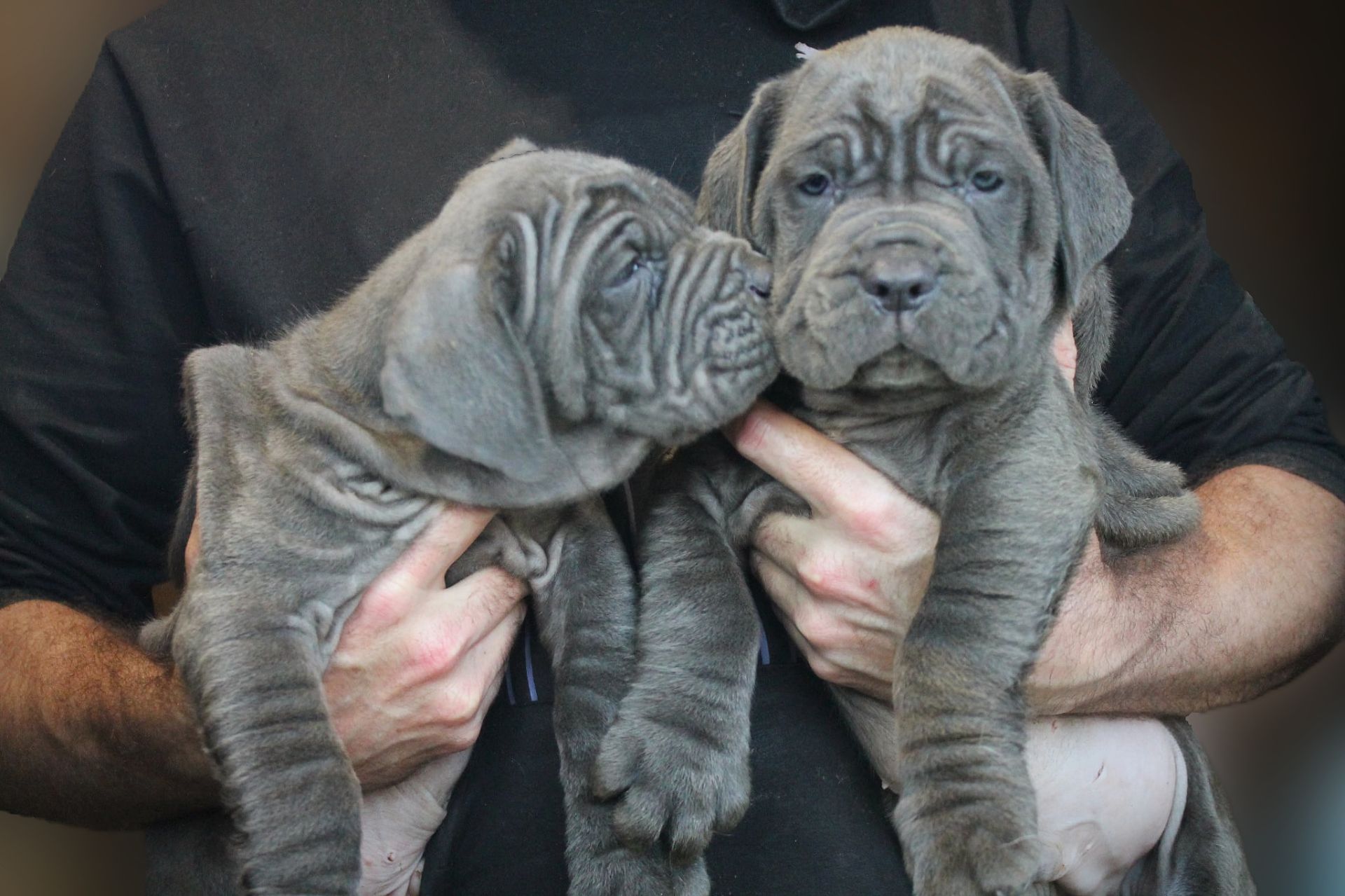 Мастино Наполетано хлопчик