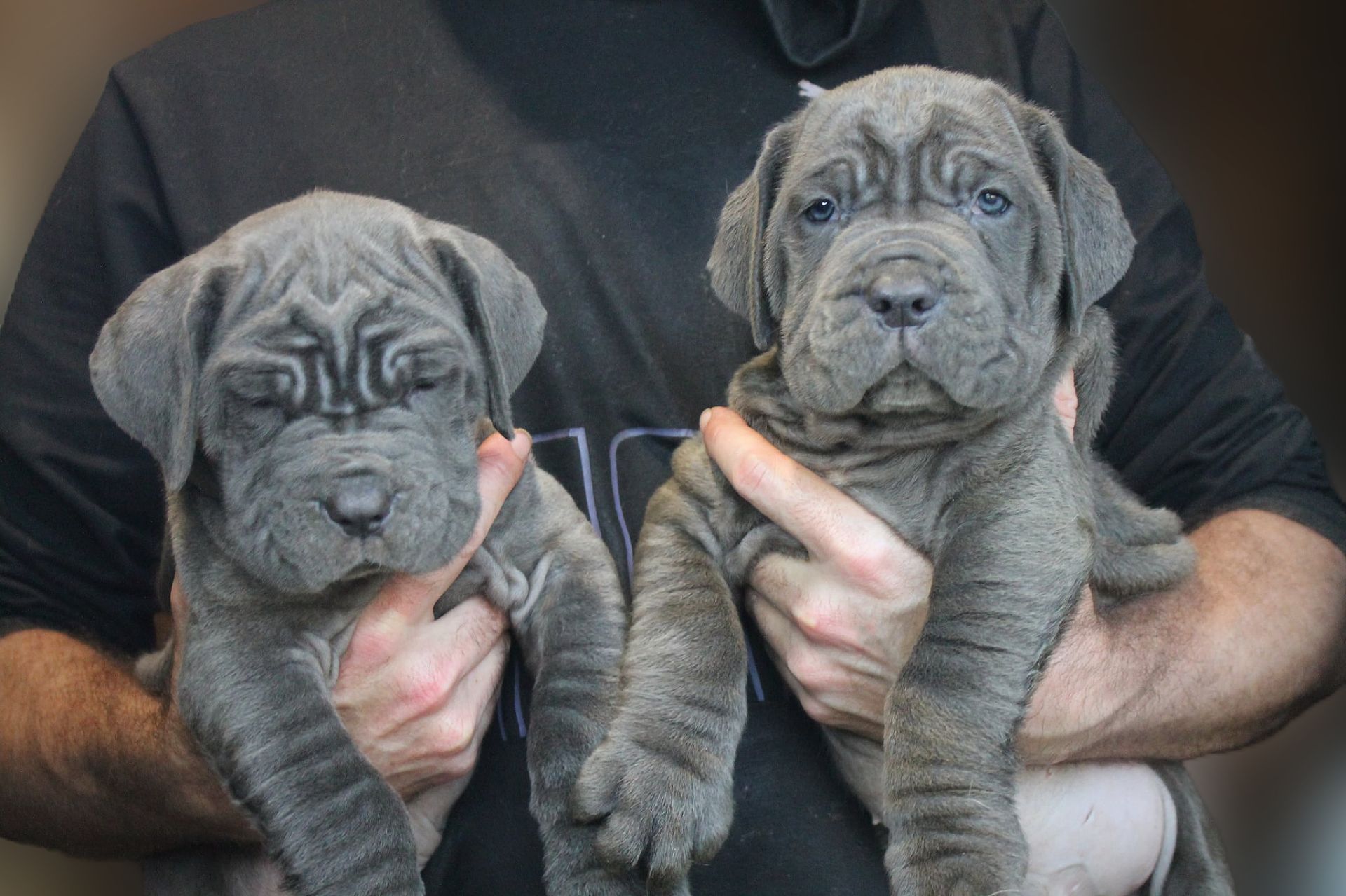 Мастино Наполетано хлопчик