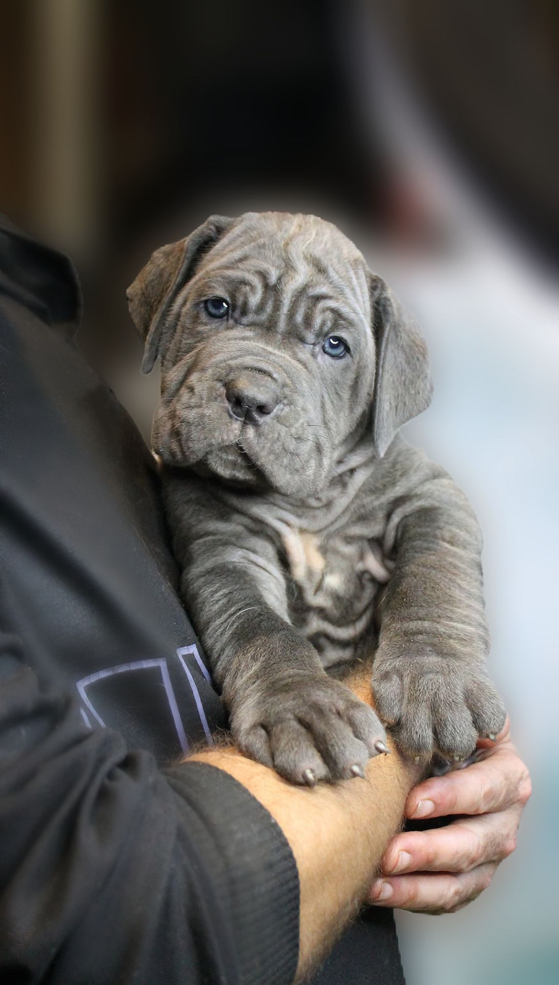 Мастино Наполетано хлопчик