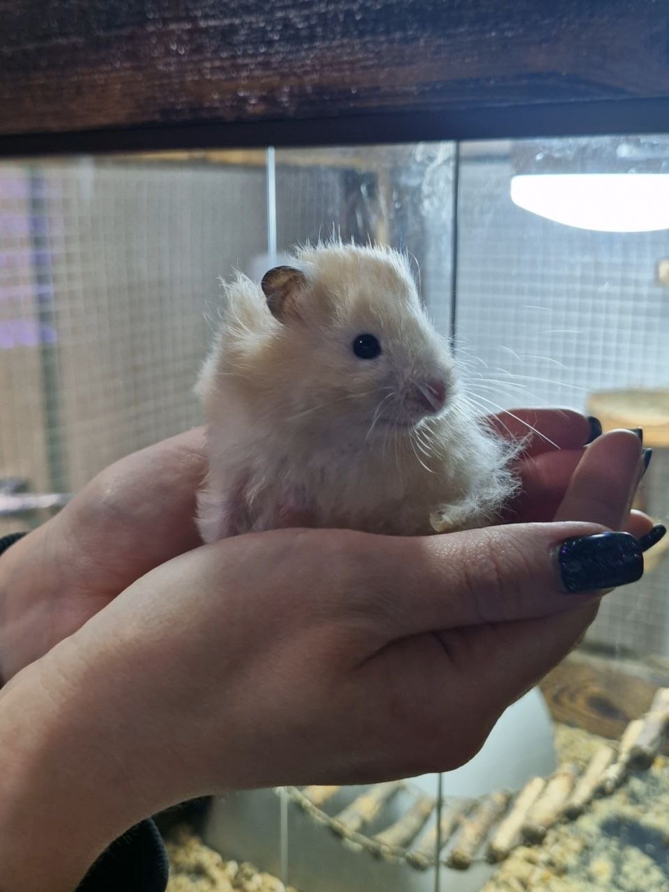 Маленькі сірійські хомʼячки